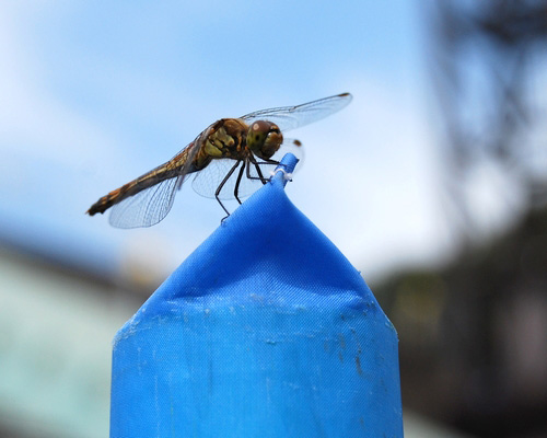 [ [ J2：第33節 栃木 vs 山形 ] ] | J's GOAL | フォトニュース