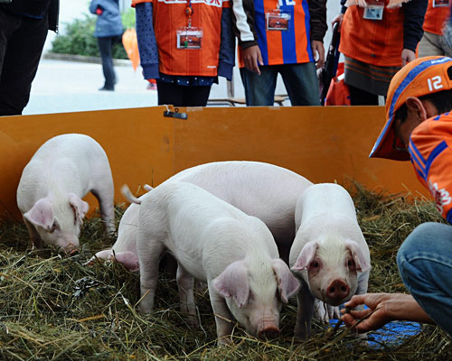 [ [ J1：第27節 新潟 vs 川崎Ｆ ] ] | J's GOAL | フォトニュース