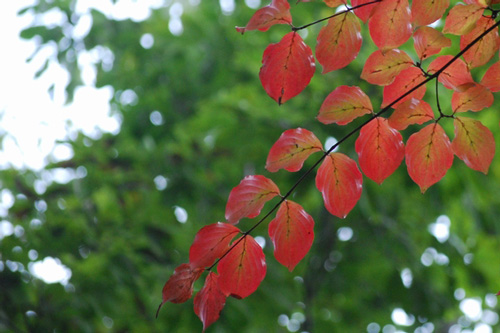 [ [ J2：第38節 栃木 vs 福岡 ] ] | J's GOAL | フォトニュース