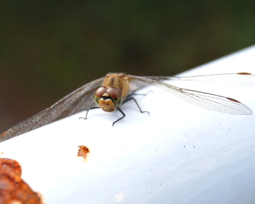 [ [ J2：第38節 栃木 vs 福岡 ] ] | J's GOAL | フォトニュース