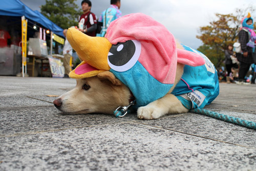 [ [ J1：第31節 鳥栖 vs 神戸 ] ] | J's GOAL | フォトニュース