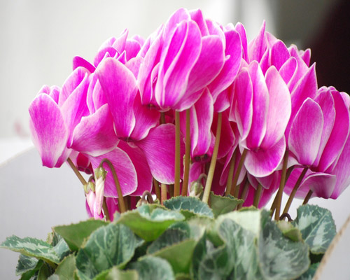 [ [ J2：第40節 栃木 vs 岐阜 ] ] | J's GOAL | フォトニュース