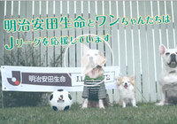明治安田生命が可愛いワンちゃんの動画を公開！ビーグル、チワワ、ブルドッグが華麗なボール扱いを披露!?【Ｊリーグ】