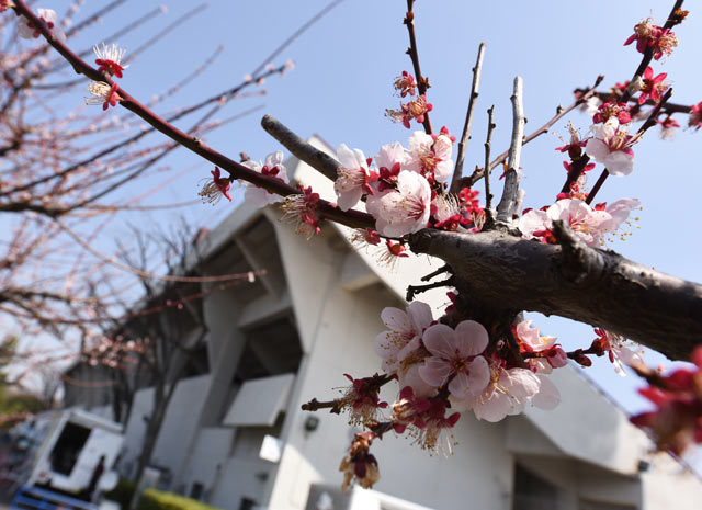 【明治安田Ｊ１ １ｓｔ 第3節 横浜FMvs鳥栖】開花したニッパツ三ツ沢球技場の桜（2/15）