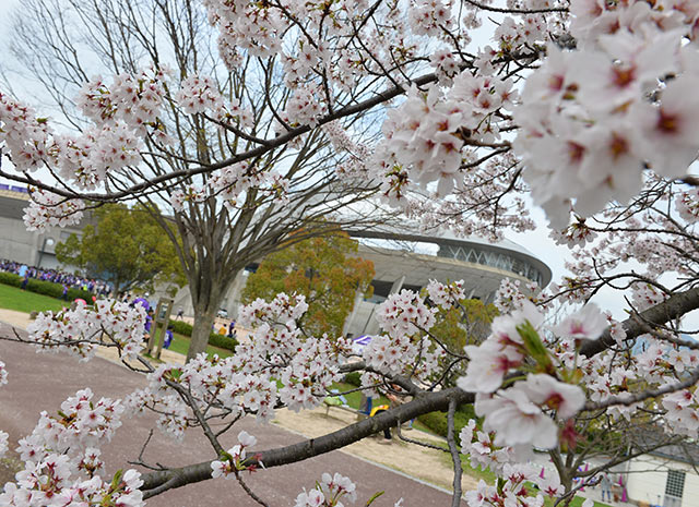 【明治安田Ｊ１ １ｓｔ 第4節 広島vs神戸】スタジアム周辺には桜が咲き誇る（3/15）