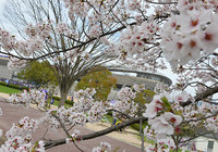 【明治安田Ｊ１ １ｓｔ 第4節 広島vs神戸】スタジアム周辺には桜が咲き誇る（3/15）