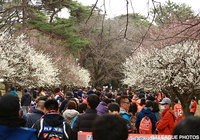 桜並木のなか、ＮＡＣＫ５スタジアム大宮へと急ぐファン・サポーター【明治安田Ｊ１ 1st 第2節 大宮vs柏】