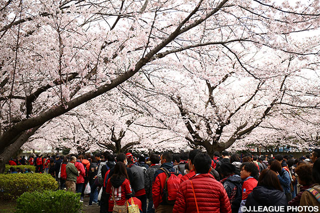 等々力競技場は桜が満開！遠征してきた鹿島のファン・サポーターも大満足！【明治安田Ｊ１ 1st 第5節 川崎Ｆvs鹿島】