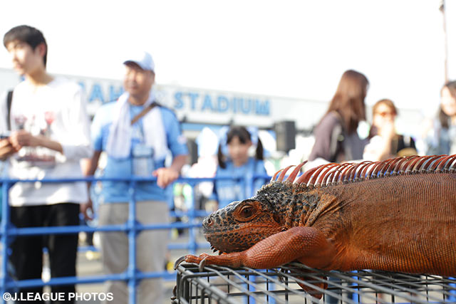 古豪対決ヤマハスタジアム、レッドイグアナは何を見た？【明治安田Ｊ１ 1st 第11節 磐田vs鹿島】