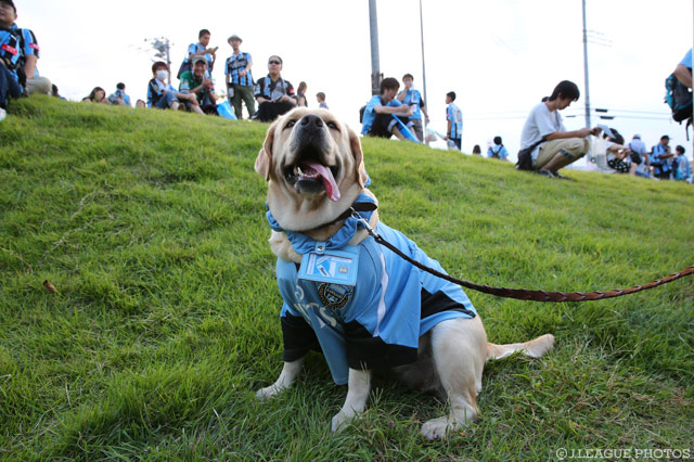 川崎Ｆのユニフォームに身を包んだワンちゃん【明治安田Ｊ１ 2nd 第11節 川崎Ｆvs福岡】