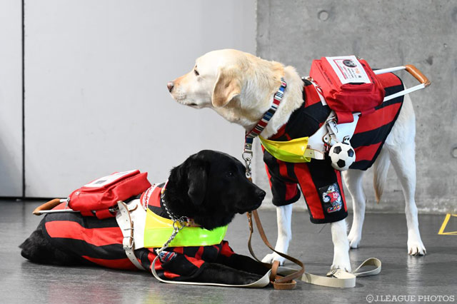 盲導犬が札幌ドームにやってきました！赤黒が似合います！【明治安田Ｊ１ 第4節 札幌vs広島】