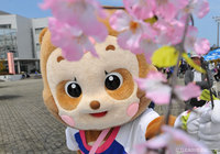 ティスちゃん、桜の効果で可愛さも3割増し！【明治安田Ｊ２ 第6節 徳島vs松本】