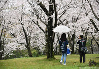 あいにくの雨も、スタジアム周辺では桜が綺麗咲いています！【明治安田Ｊ１ 第6節 Ｇ大阪vs広島】