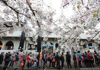 ＮＡＣＫ前には桜が。春の訪れを感じます【明治安田Ｊ１ 第6節 大宮vs神戸】