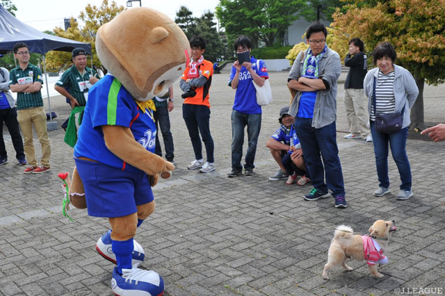 ヴォルタくんがワンちゃんとお散歩♪【明治安田Ｊ２ 第13節 徳島vs岐阜】