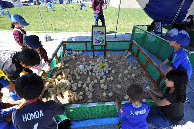 出張動物園でひよこと遊ぶ子供たち【明治安田Ｊ２ 第16節 徳島vs讃岐】