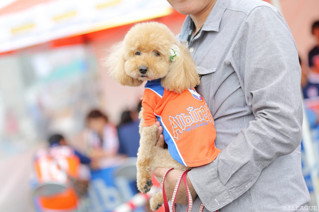 新潟のユニフォームを着たわんちゃん【明治安田Ｊ１ 第17節 新潟vs磐田】