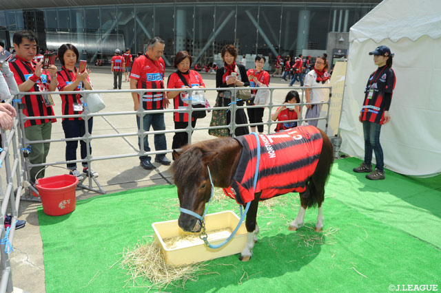 スタジアムの外ではポニー「チッチ」が盛り上げています！【明治安田Ｊ１ 第19節 札幌vs浦和】