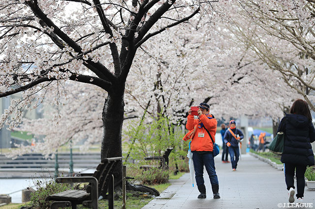 スタジアムへ続く道に満開の桜がお出迎え【明治安田Ｊ２ 第8節 新潟vs岡山】