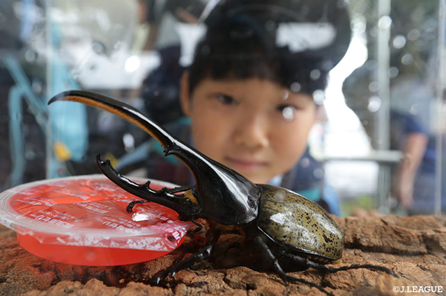 フロンパークにカブトムシの森が登場！ヘラクレスオオカブトに夢中！【明治安田Ｊ１ 第18節 川崎Ｆvs鳥栖】