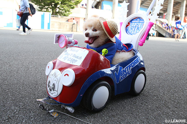 スタジアムに到着だワン！【明治安田Ｊ２ 第30節 甲府vs大宮】