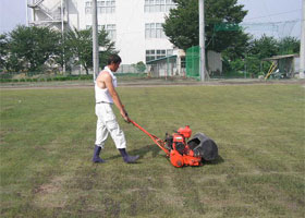 ほふく茎を出すため芝刈り