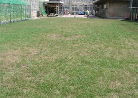 根腐れとアオミドロ