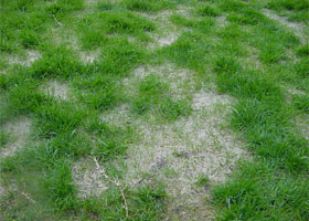 伸び始めた冬芝