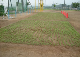 H17年8月初旬（植栽時）