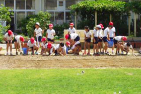 拡張作業で、4年生児童が筋植えを行っている様子