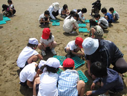 ポット苗作り(５月１２日)