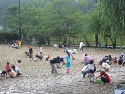 ポット苗の運動場への移植(６月２０日)