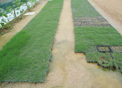 ポット苗の生育状況　植付1ヵ月半後