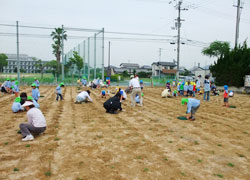 ポット苗の植付の様子
